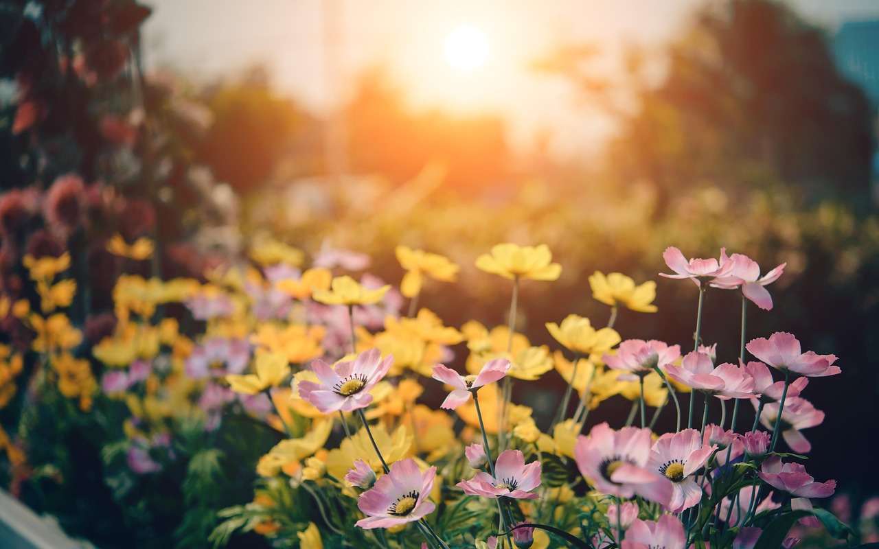 cosmos-1587514_1280