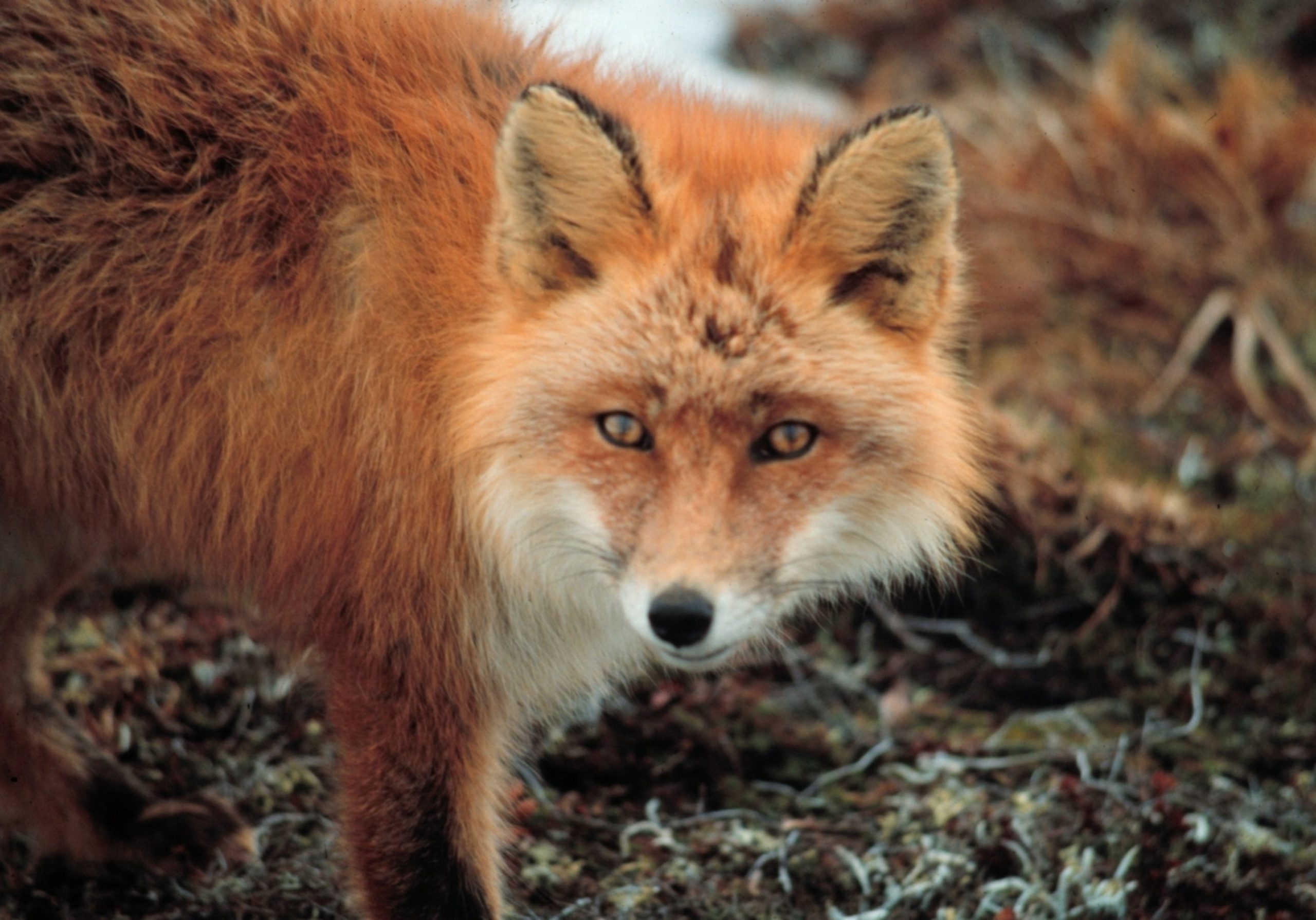Vulpes_vulpes_at_Cape_Newenham